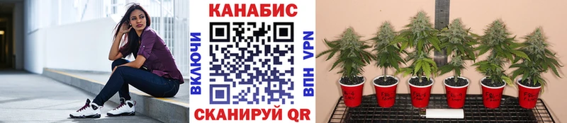 Бошки Шишки сатива Арамиль